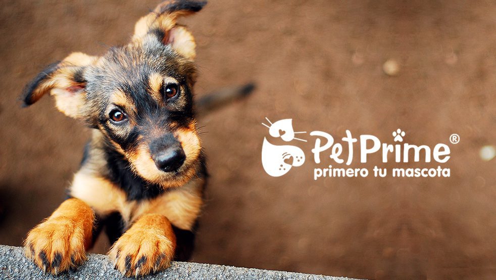 principales problemas digestivos en perros
