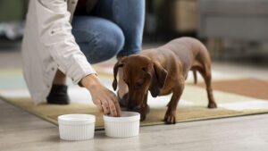 como cuidar el pelaje de mi perro