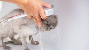 cada cuanto se baña un gato