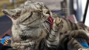 cada cuanto se baña un gato