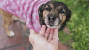 Cada cuanto se desparasita un perro