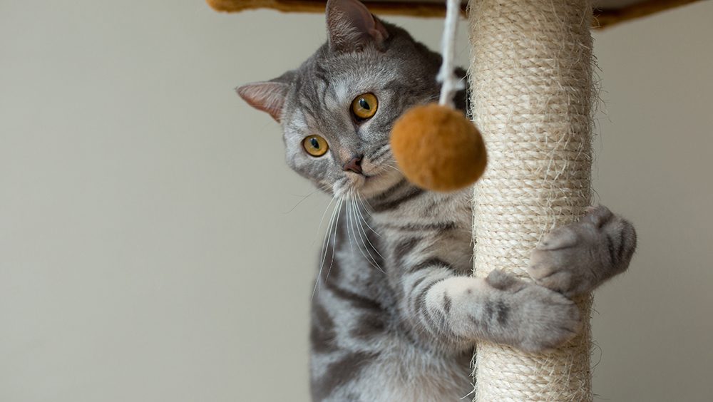 10 Curiosidades de los gatos que seguro no sabías