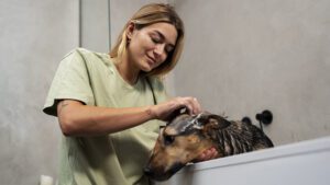 ¿Qué es una peluquería canina?