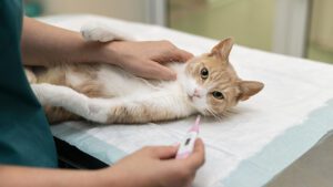 Cuándo Desparasitar a un Gato