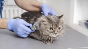 Cuándo Desparasitar a un Gato