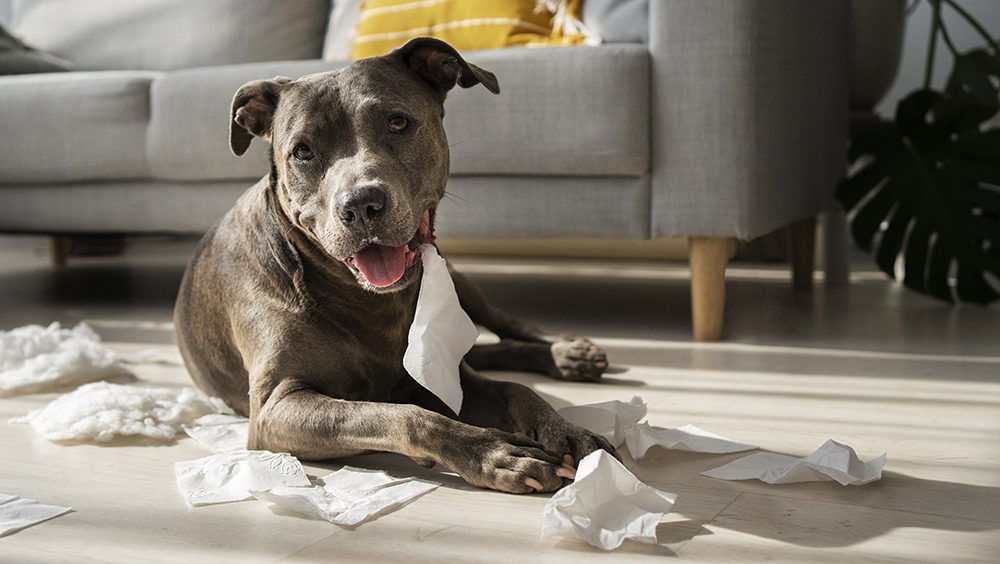 Alergias en perros causas y síntomas