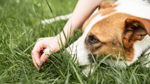 Alergia en perros causas y síntomas