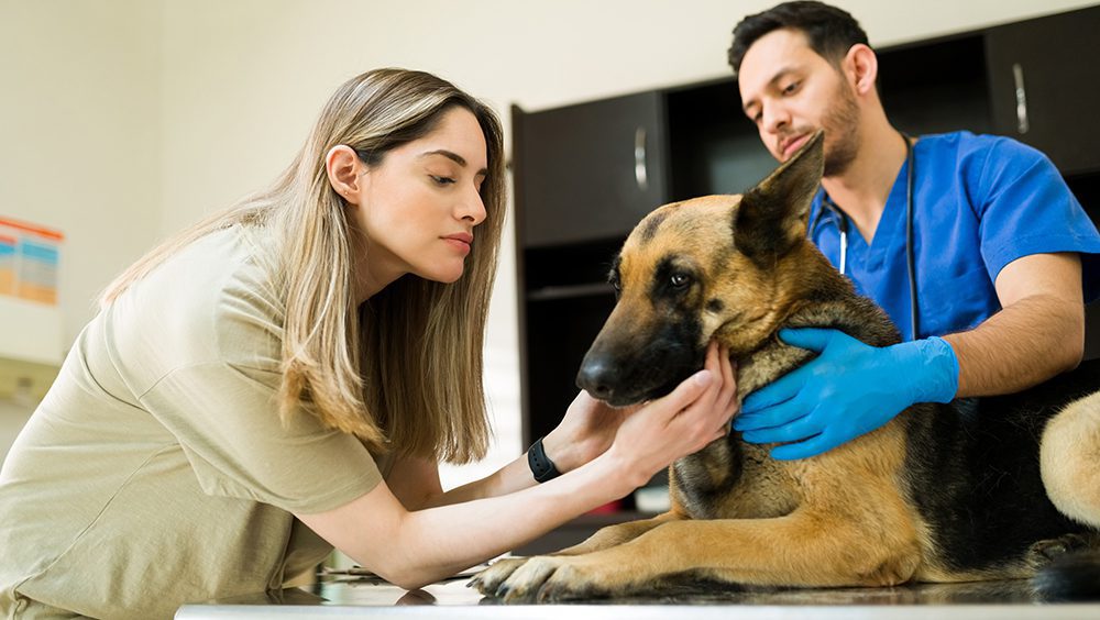 Castrar un perro Beneficios y consideraciones importantes