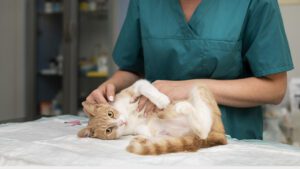 cada cuanto se desparasita un gato