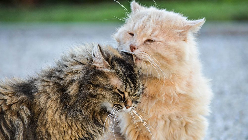 razas de gatos peludos