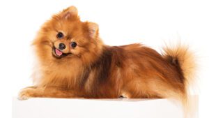 razas de perros pequeños