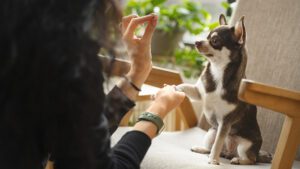 razas de perros pequeños
