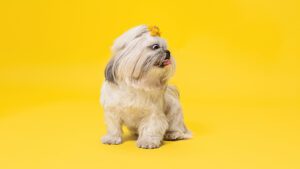 razas de perros pequeños