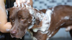 a los cuantos meses se puede bañar un perro