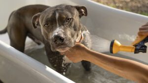 a los cuantos meses se puede bañar un perro