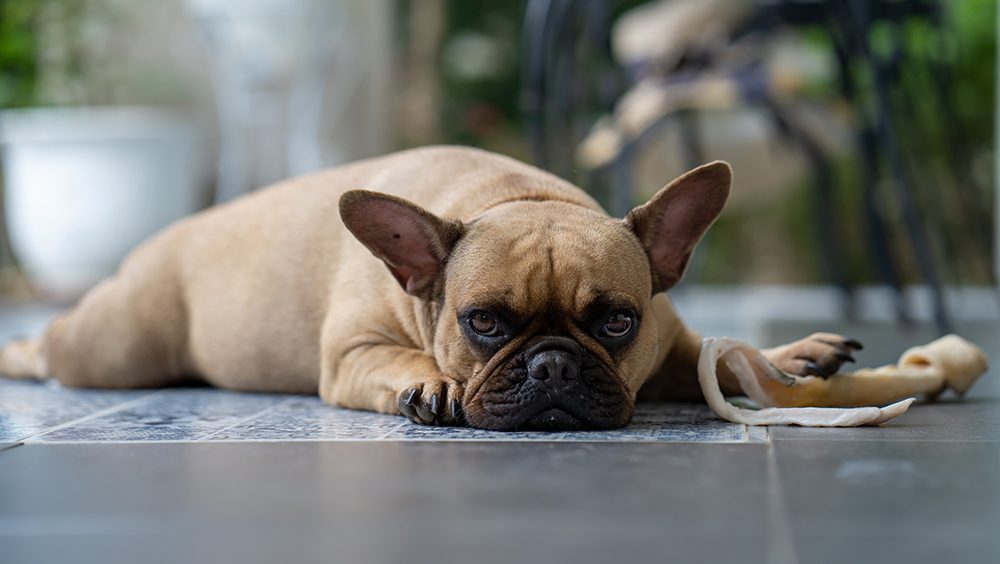 Por qué tiemblan los perros