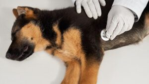 Por qué tiemblan los perros