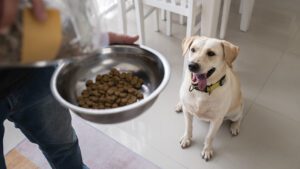 comedero elevado para perros