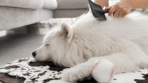 porque se le cae el pelo a los perros
