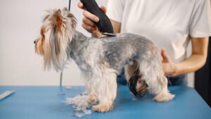 porque se le cae el pelo a los perros