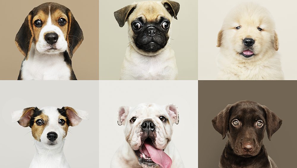 hasta qué edad crecen los perros