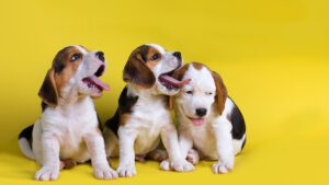 hasta que edad crecen los perros