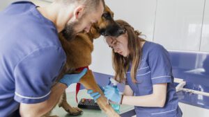 cambios en un perro despues de castrarlo