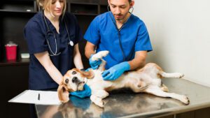 cambios en un perro despues de castrarlo