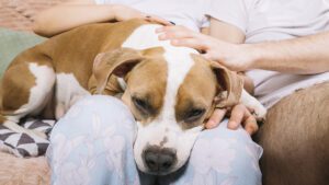 vómito amarillo en perros