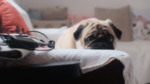 vómito amarillo en perros