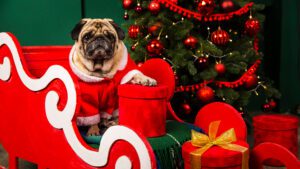 Ropa de Navidad para Perros