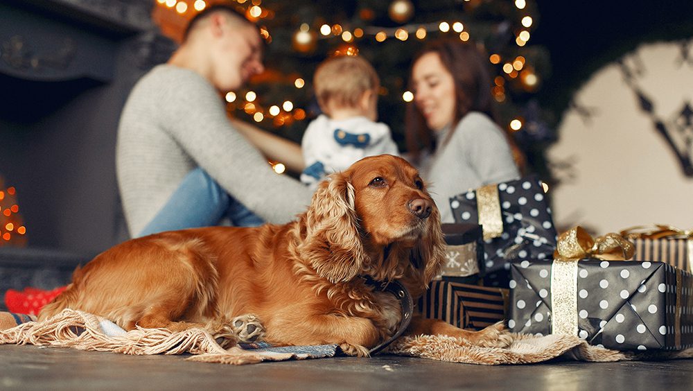 Cómo Proteger a mi Perro de la Pólvora