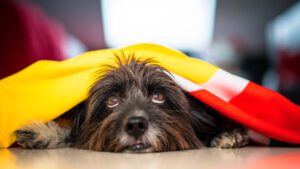 Cómo Proteger a mi Perro de la Pólvora