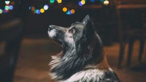 Cómo Proteger a mi Perro de la Pólvora