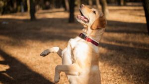 Por qué Aúllan los Perros