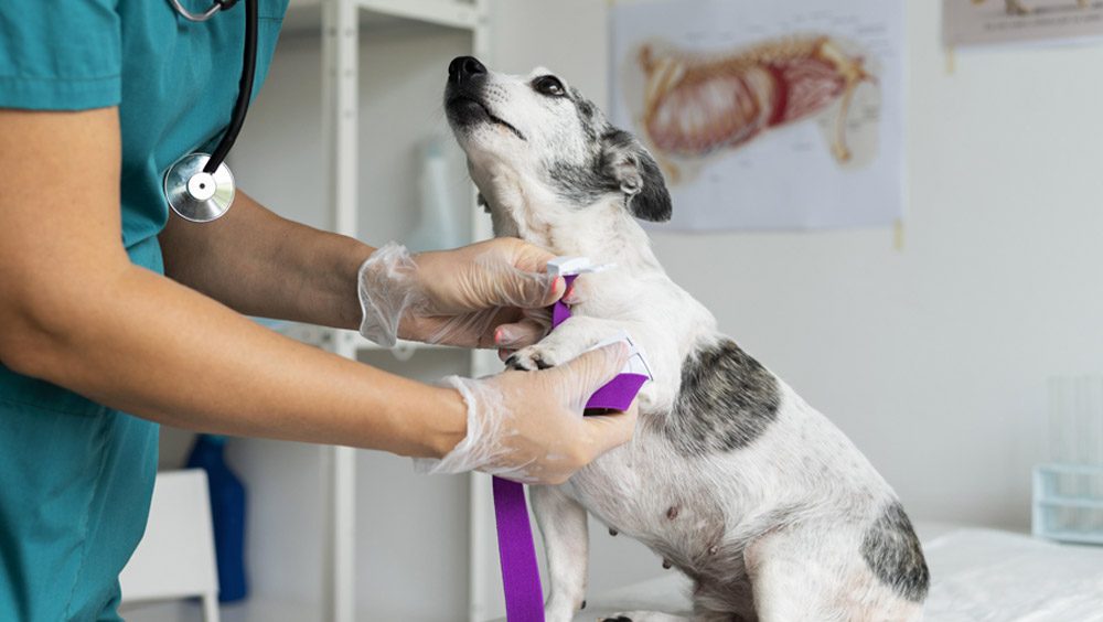 parvovirosis en perros