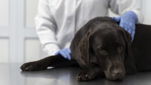 parvovirosis en perros