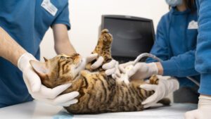 como saber si es gato o gata