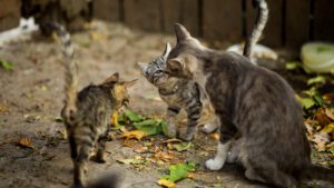 como saber si es gato o gata