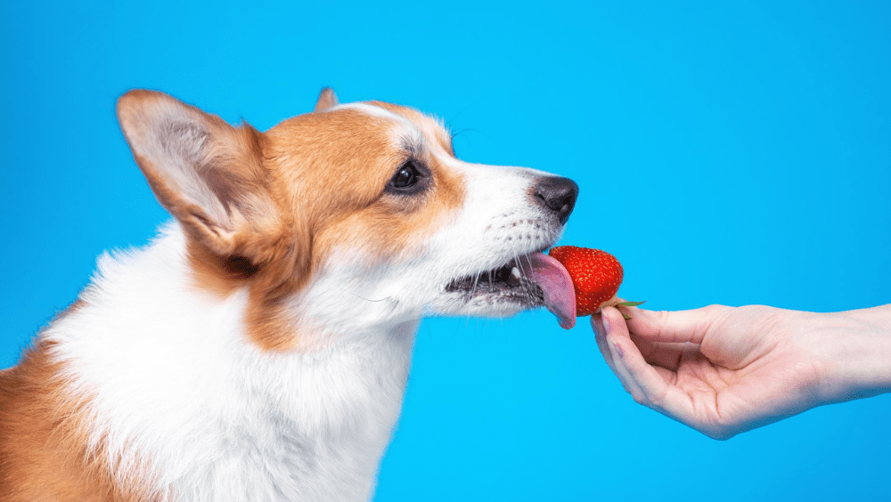 los perros pueden comer fresas