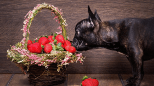 los perros pueden comer fresas