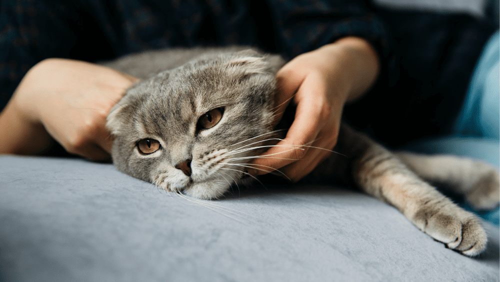 por que los gatos ronronean