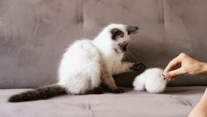 por que los gatos ronronean