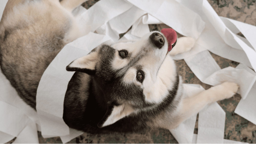 estornudo inverso en perros