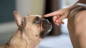 estornudo inverso en perros