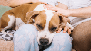 estornudo inverso en perros