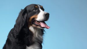 perros con orejas largas