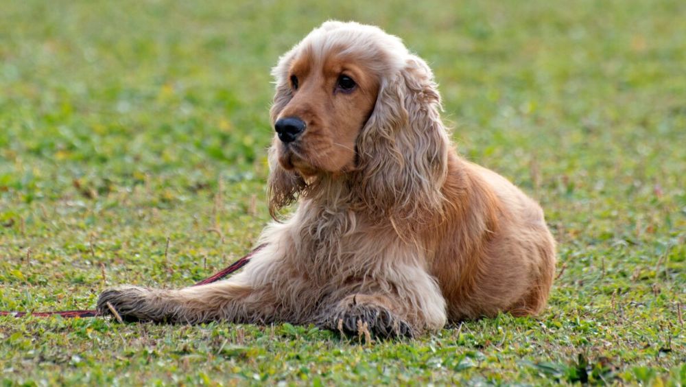 perros con orejas largas