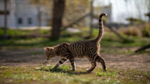 caracteristicas de los gatos