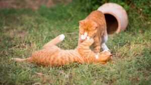 caracteristicas de los gatos